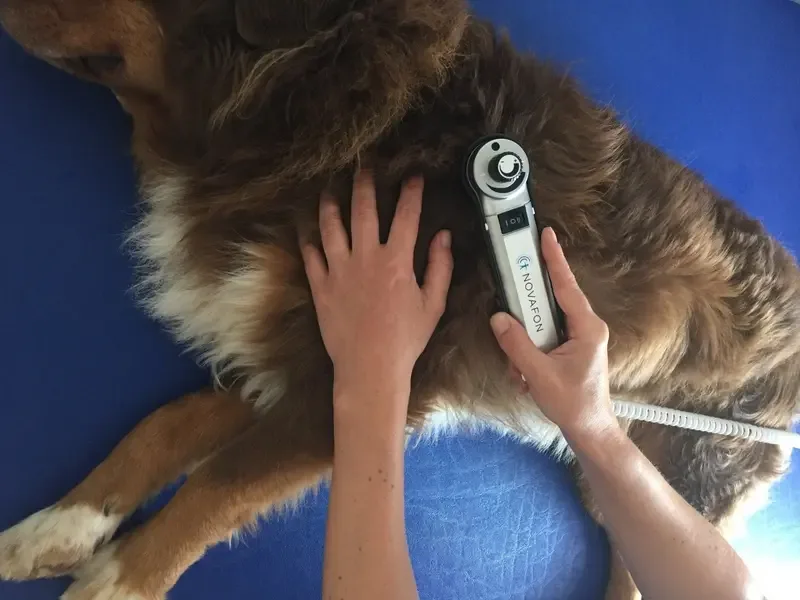 Novafone Schallwellentherapie am Hund — lokale Vibrationsbehandlung